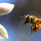 Illustration for article titled Do people know perfectly well whats killing bees?